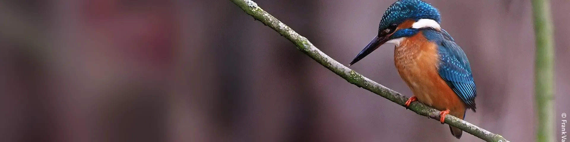 kingfisher