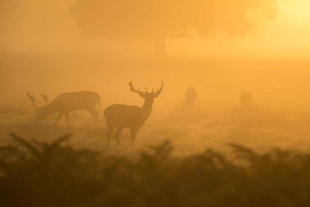 Deer - Paul Earle