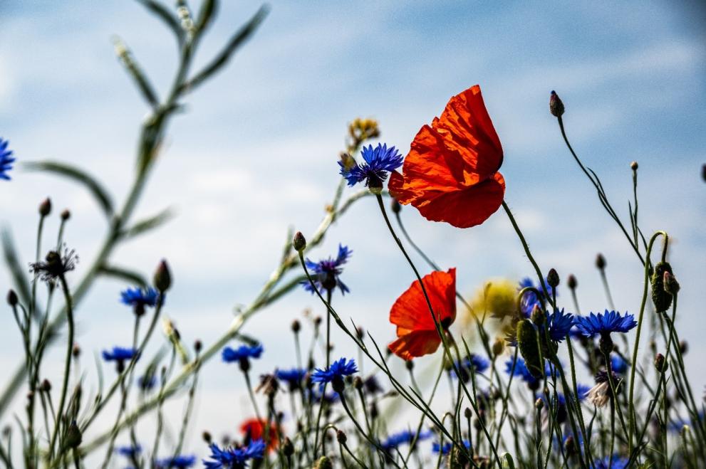 Palle Knudsen Flowers