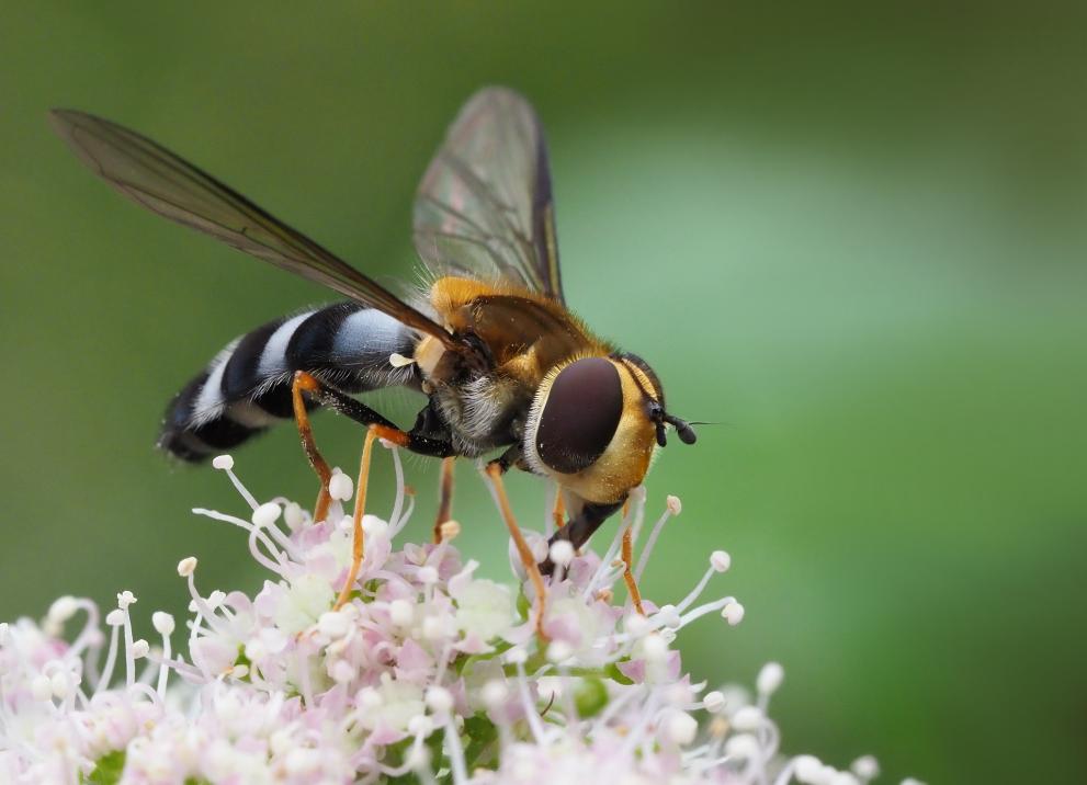 Insect on a white flower