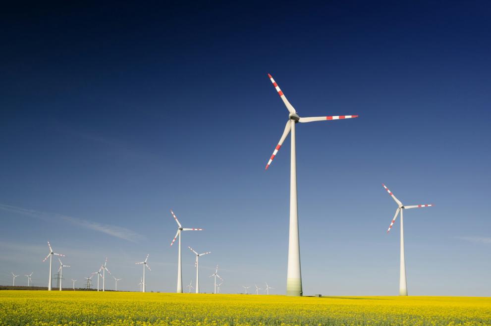Photo in colour of a wind farm in a yellow field and a clear blue sky