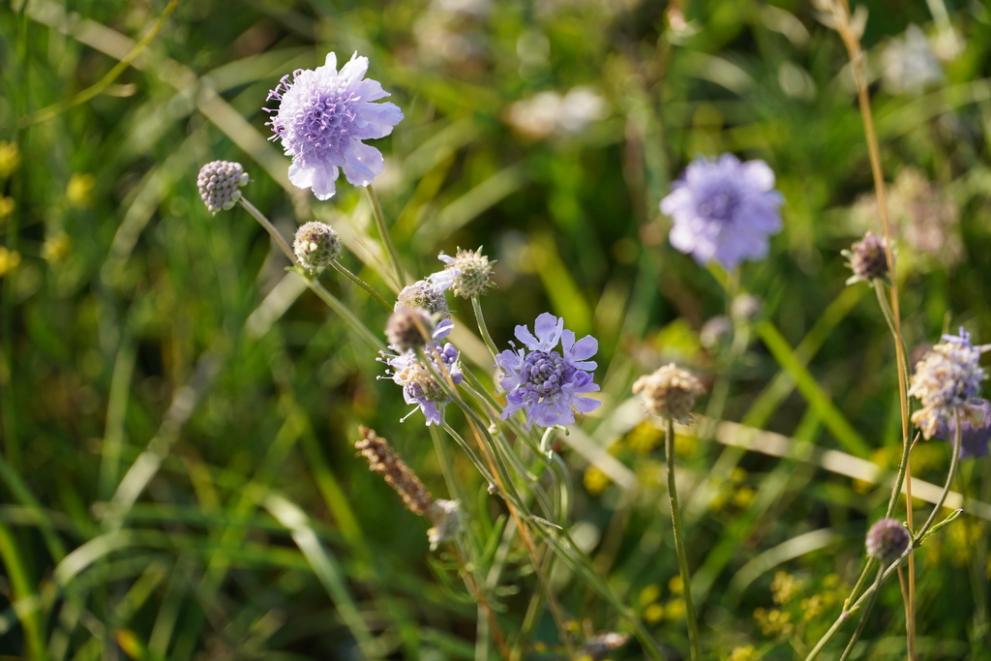 A field with small purple flowers