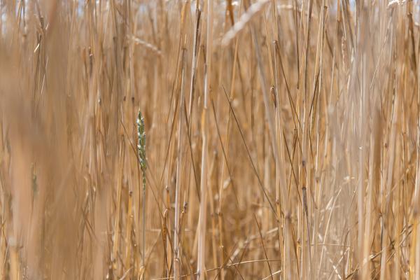 Smart farming - Ferme du Plein Air