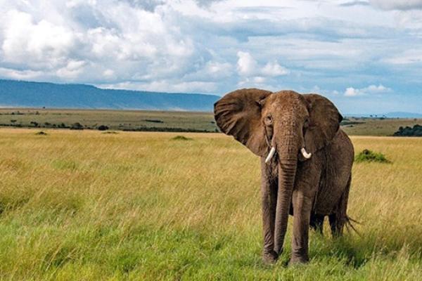 B@B elephant