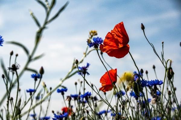 Palle Knudsen Flowers