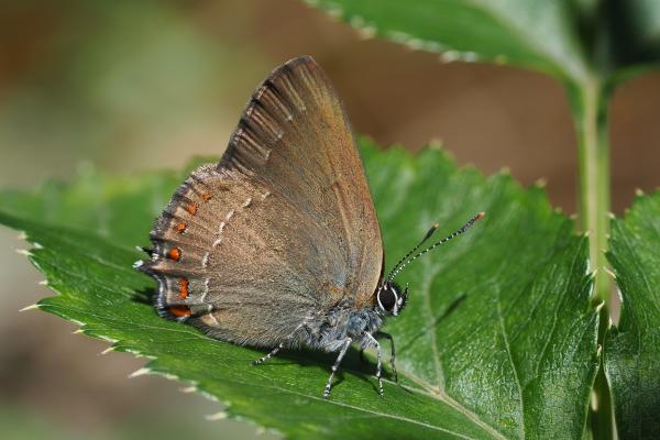 Brown Butterlfly on a Green Leaf